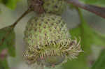 Bur oak